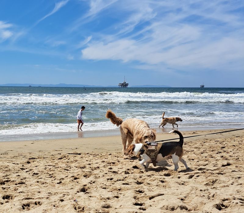 Huntington Dog Beach, Huntington Beach