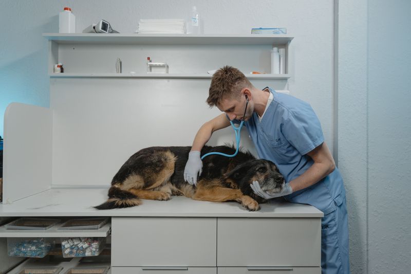 Save A Local Veterinary Contact