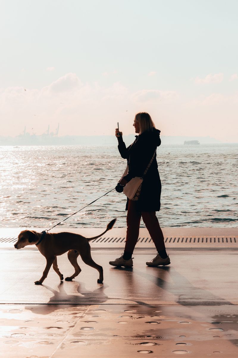 Give Your Dog Exercise Before Boarding
