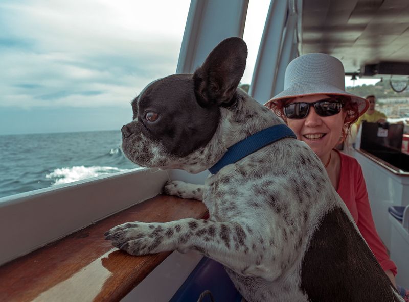 Think Honestly About Your Dog's Temperament