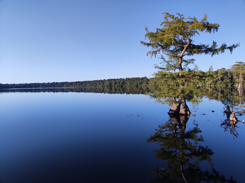 Jones Lake State Park Offers A Quiet Carolina Bay Escape