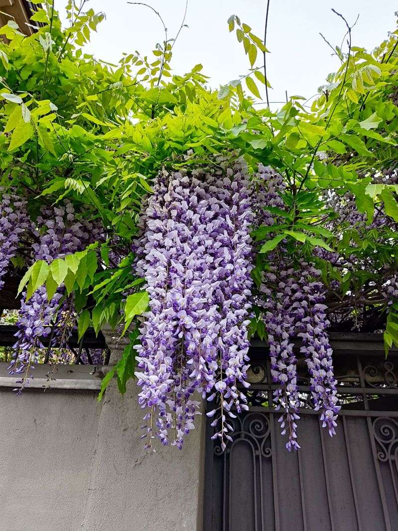 Wisteria