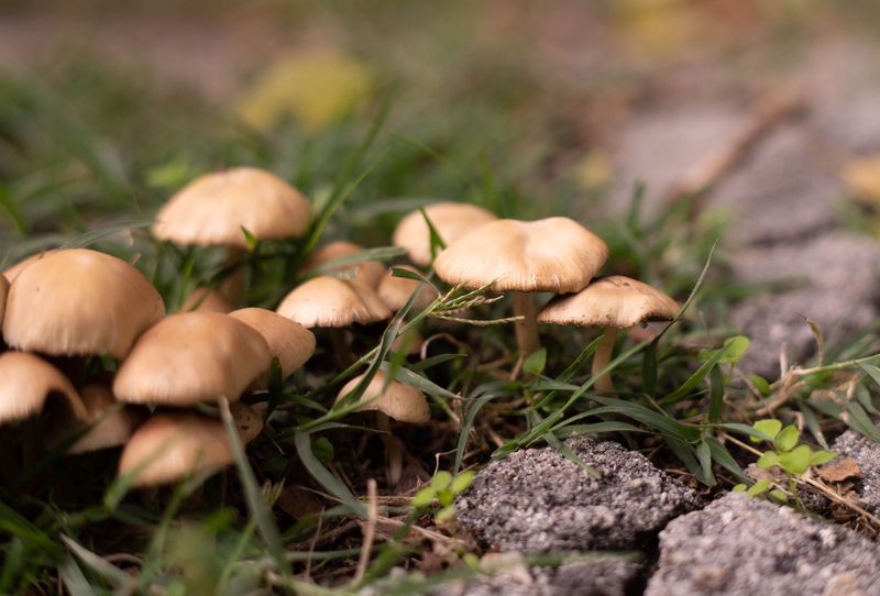 Wild Mushrooms Deserve a Separate Warning