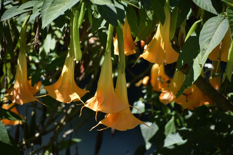 Angel's Trumpet