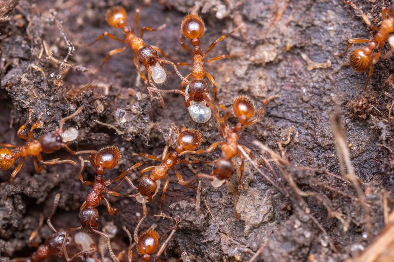 Red Imported Fire Ants