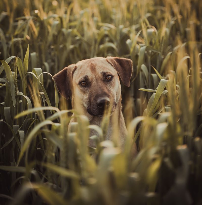 Black Mouth Cur