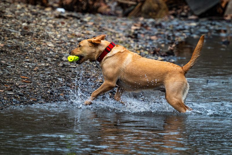 Labrador Retriever