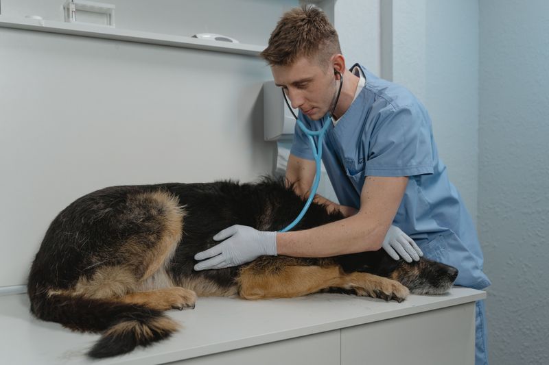When It Becomes A Vet Emergency