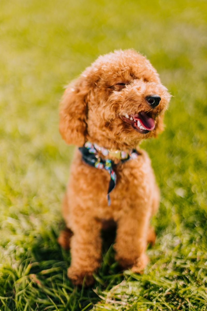 Miniature Poodle