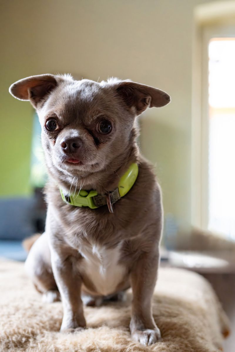 Chihuahua