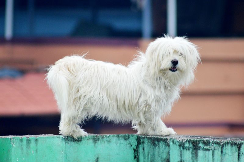 Coton de Tulear