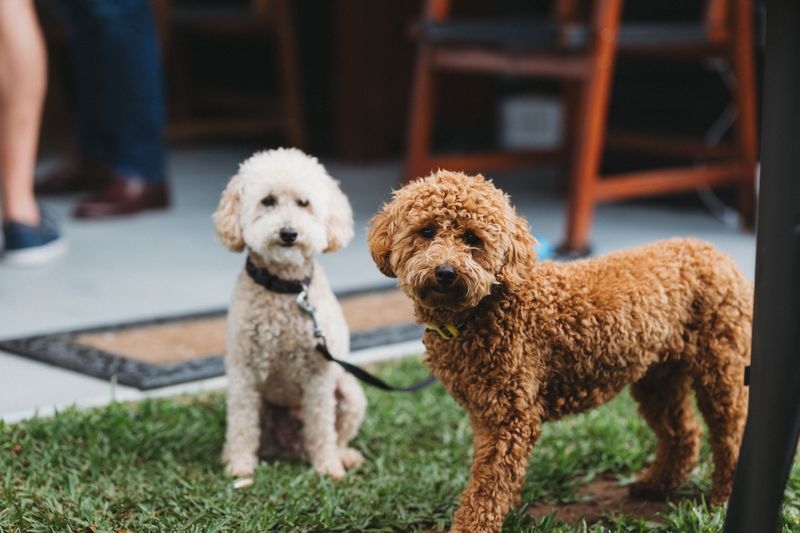 Poodle