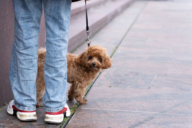 Poodle
