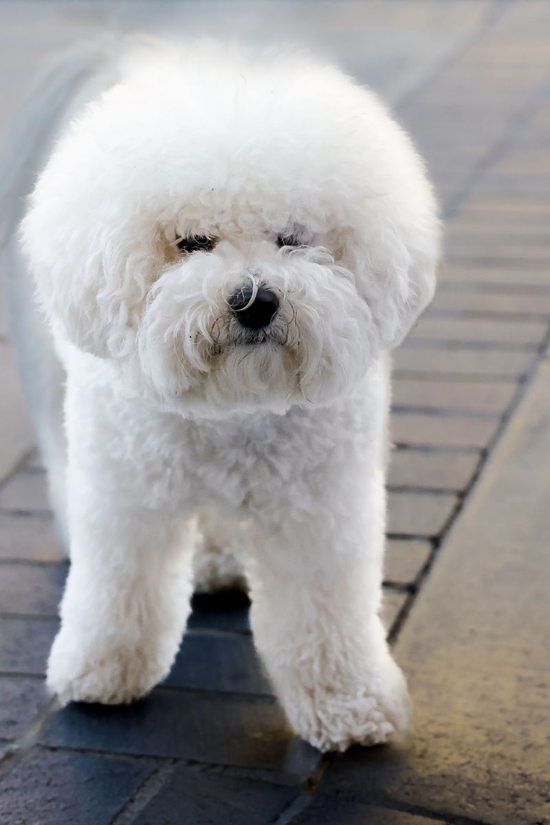 Bichon Frise