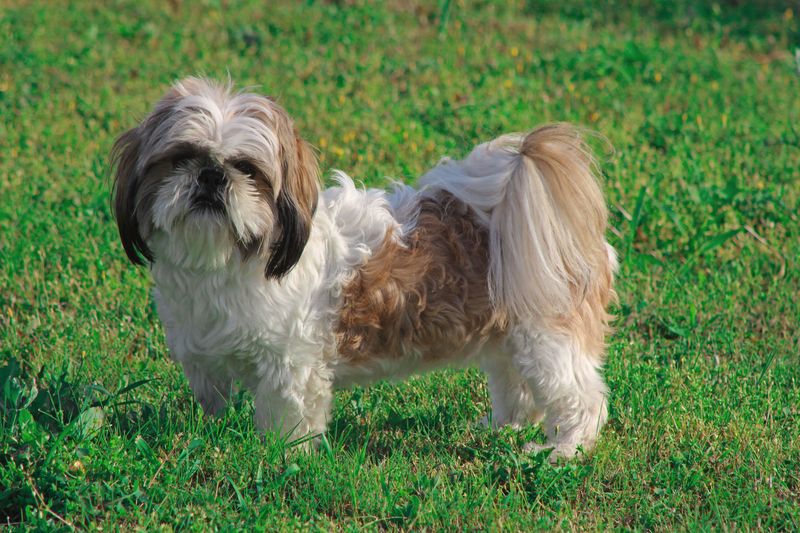 Shih Tzu