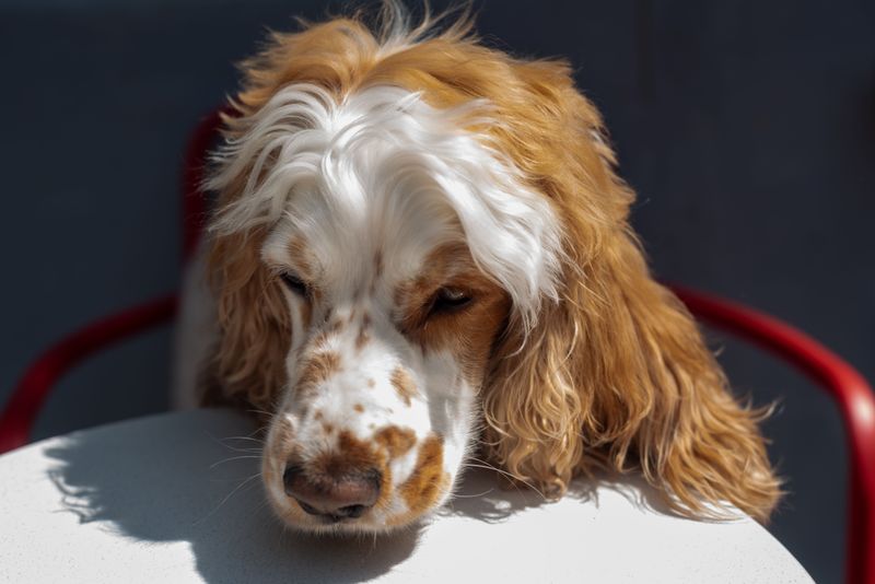 Clumber Spaniel: Professional-Level Lounger