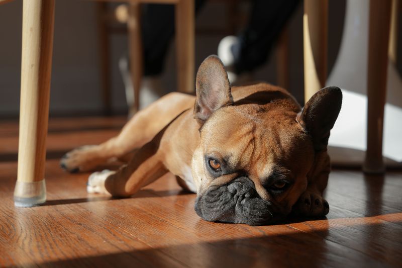 French Bulldogs Fit Naturally Into Apartment Living