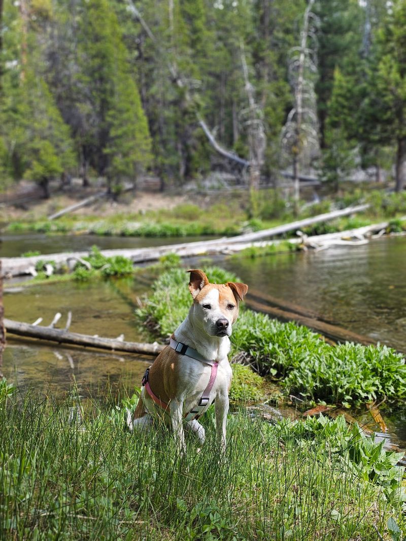 Individual Wildlife Areas Can Set Stricter Dog Rules
