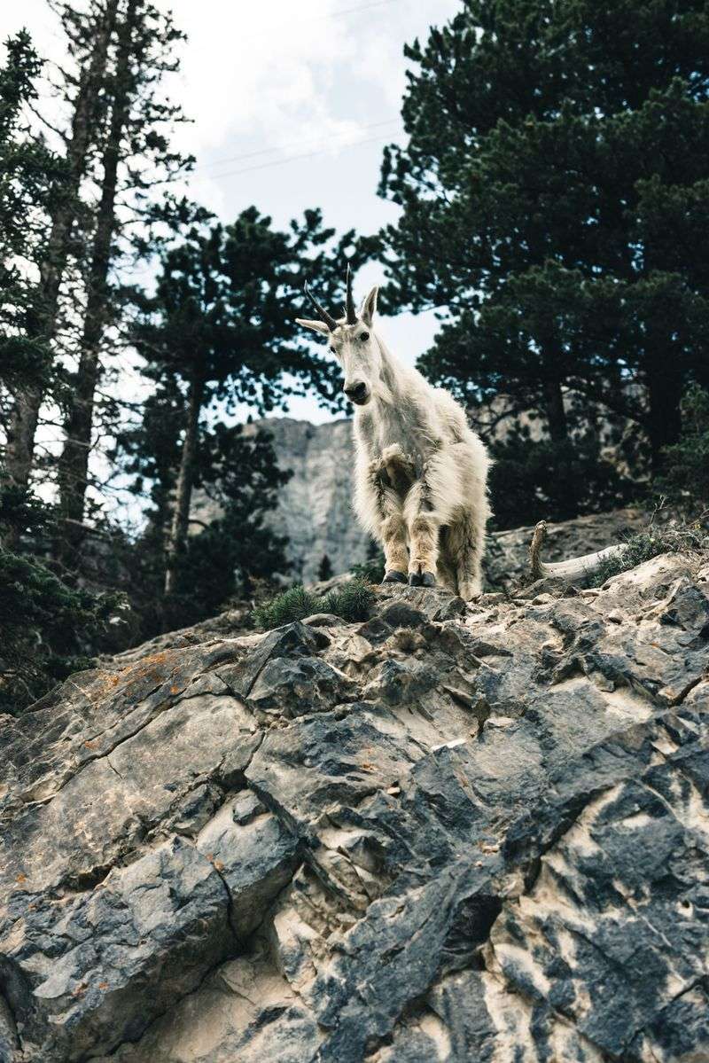 A Friendly Looking Goat Is Still Wild