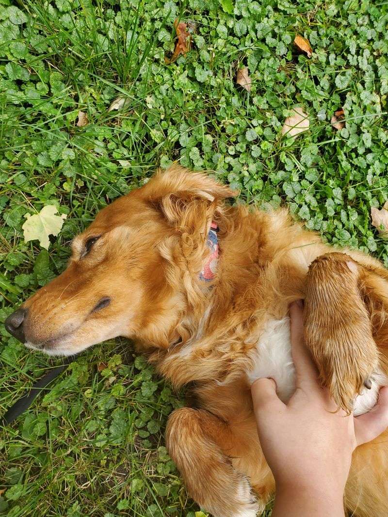 Run Your Hands Through Your Dog’s Coat