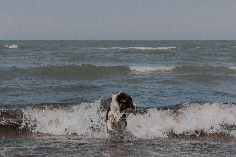 Choose Beaches With Dog-Swimming Areas