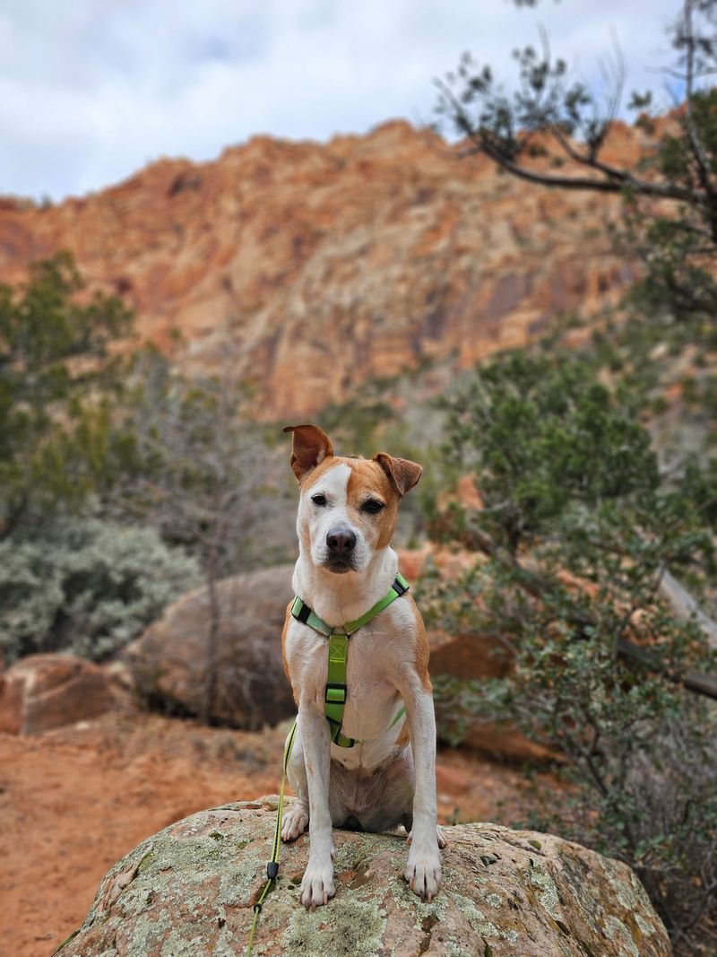 Plan Around Zion National Park Restrictions