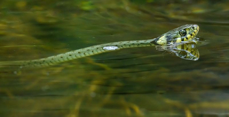 Look Out for Displaced Wildlife
