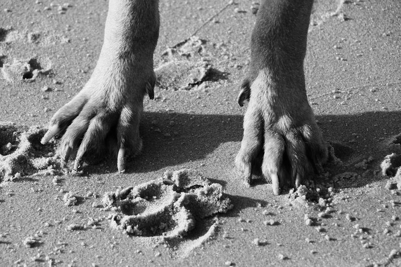 Protect Your Dog's Paws