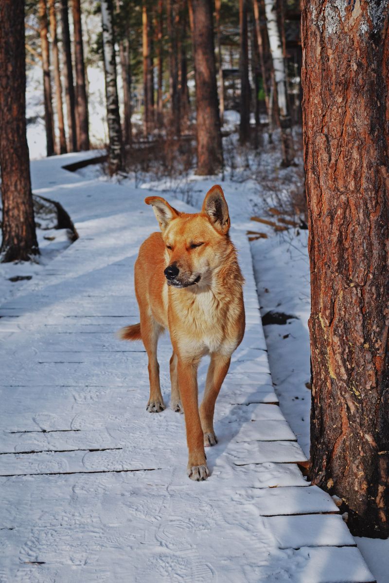 Keep Dogs Away From Unverified Ice