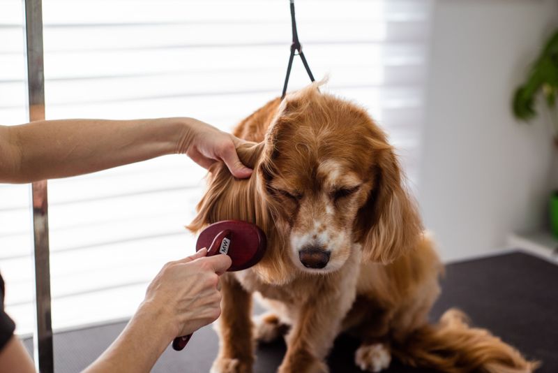 Give Your Dog A Tick Check When You Get Home