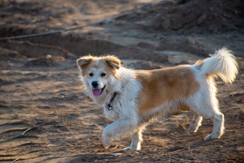 Do Not Let Your Dog Push Through Pain