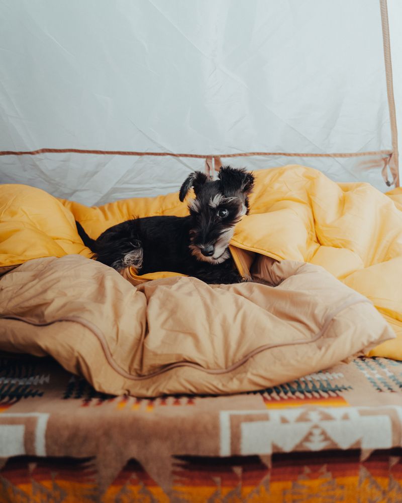 Get Your Dog Used To Camping Before The Trip