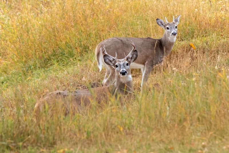 Think About Wildlife And Other Guests