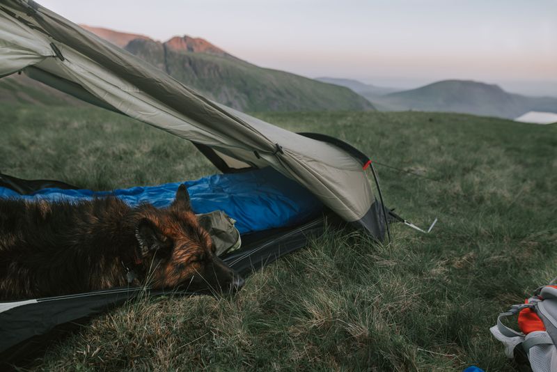 Know Where Your Dog Will Sleep