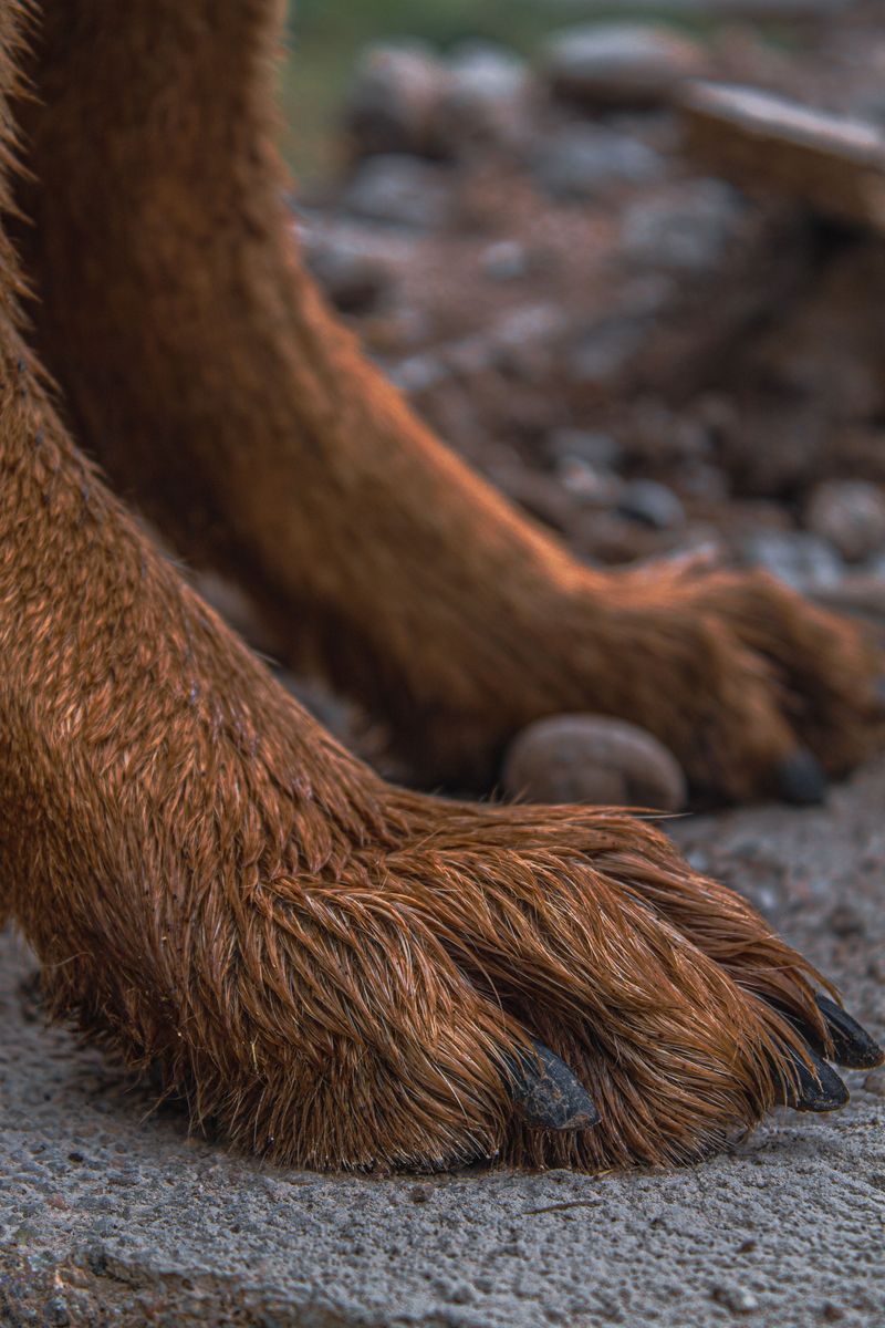 Protect Your Dog's Paws
