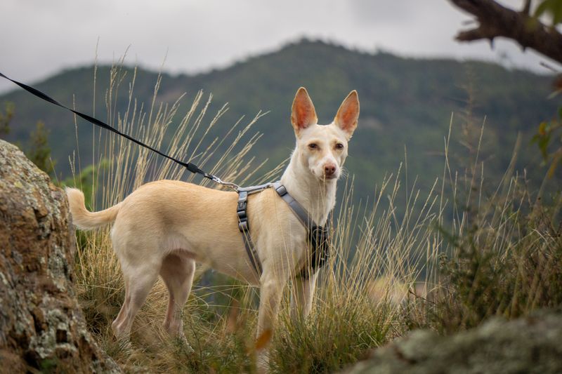 Keep Your Dog On A Leash