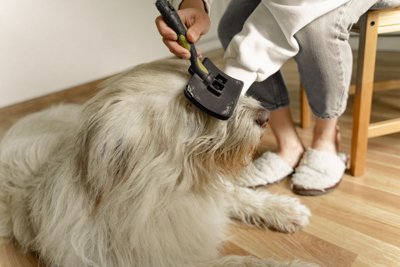 Long-Haired Dogs Need Extra Attention