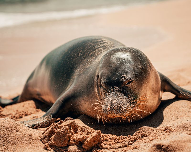 Keep Dogs Far Away from Hawaiian Monk Seals