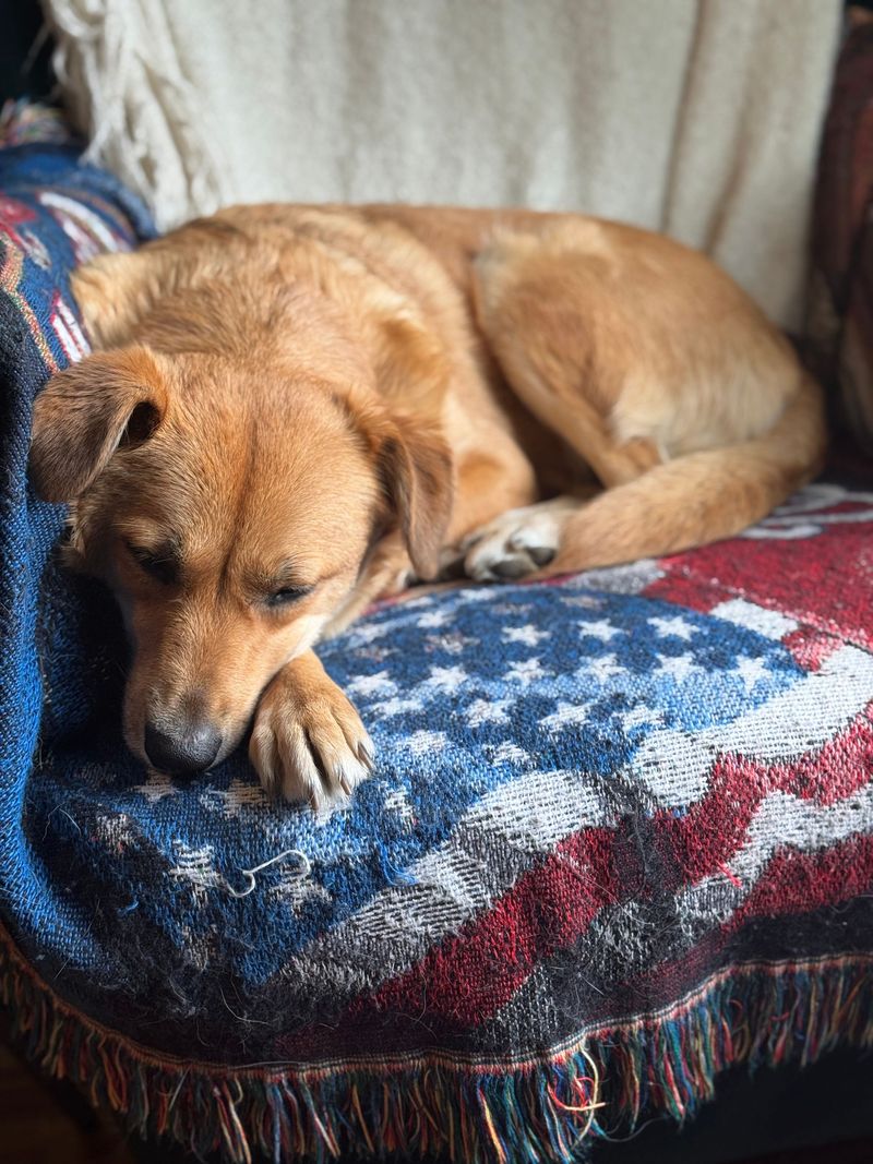 Plan Around Your Dog's Comfort