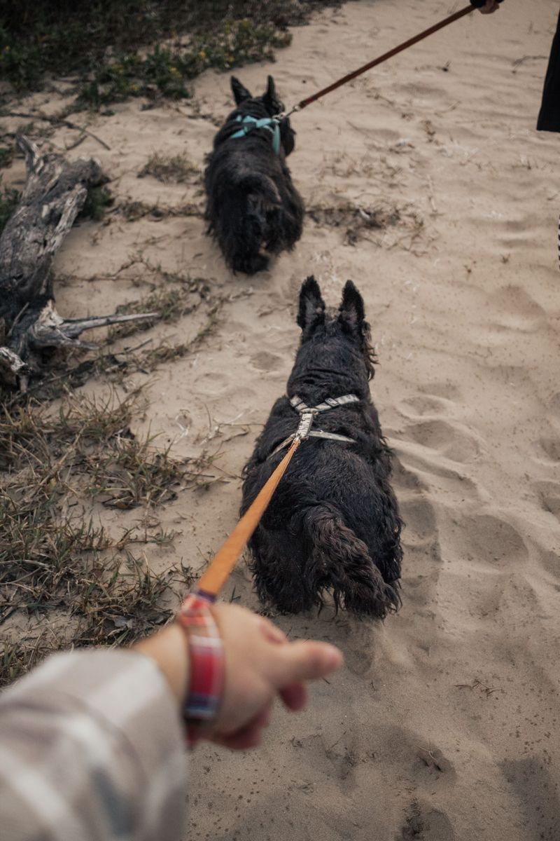Avoid Letting Dogs Run Across Hot Rock