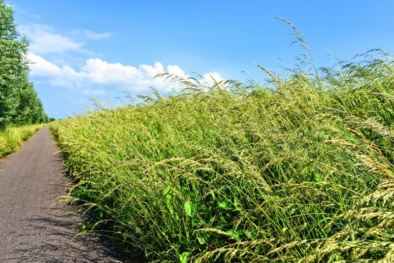 Pay Extra Attention to Tall Grass and Brush