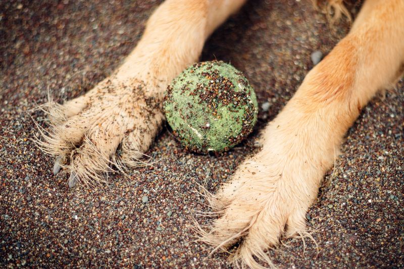 Pay Extra Attention To Paws
