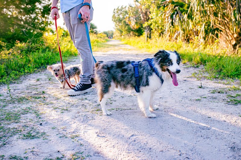 Leave No Trace With Your Dog