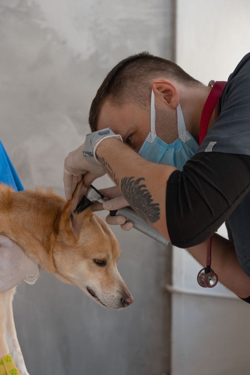 Start With Your Dog's Head And Ears