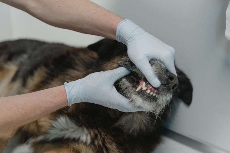 Watch for Quills Around the Mouth and Face