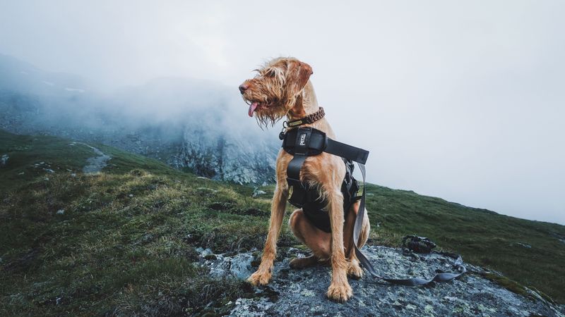 Keep Your Dog Controlled Around Black Bears and Other Wildlife