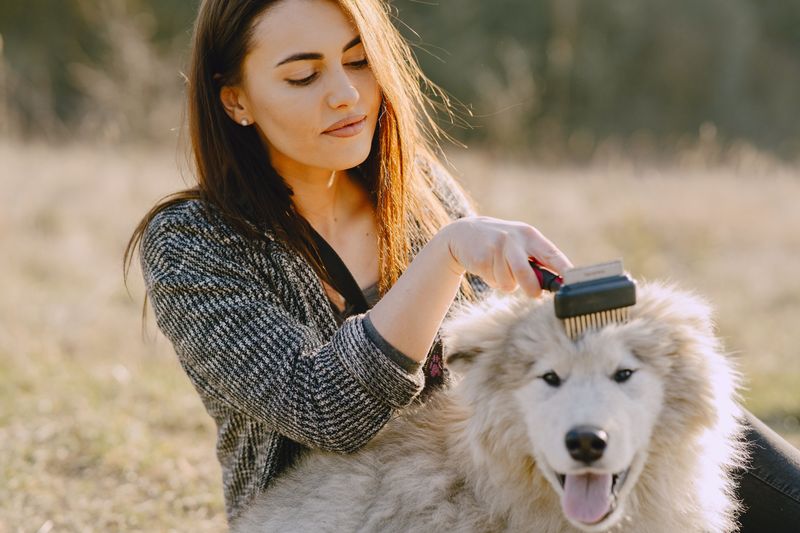 Give Your Dog A Post-Walk Grooming Routine