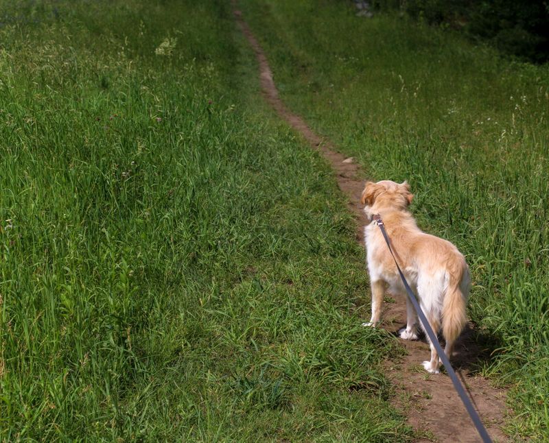 Understand Why Dogs Can Make Encounters Riskier