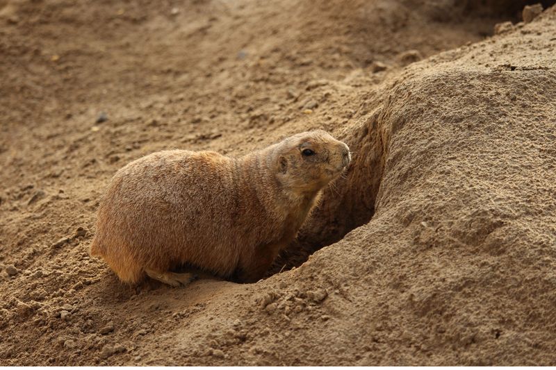 Keep Dogs Away From Animal Burrows