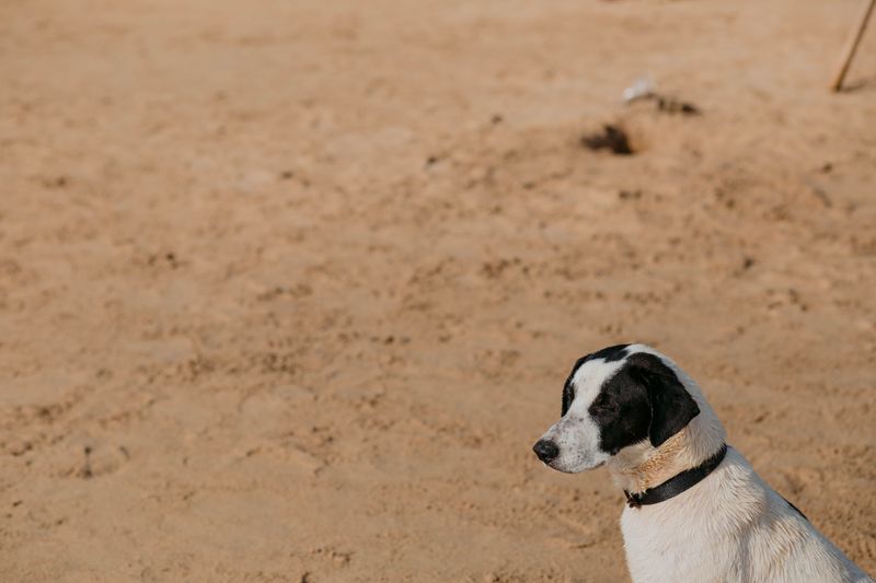 Protect Your Dog From Hot Sand